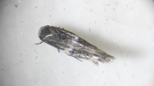 Elachista sp.